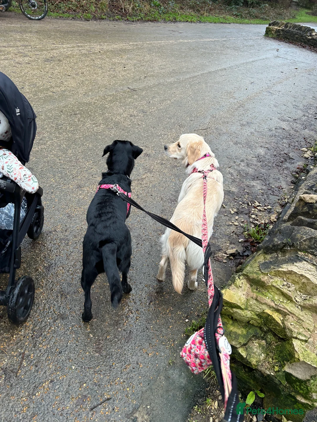 Golden Retriever dogs for sale: Golden Retriever - Millie - Advert 9