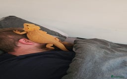 Bearded Dragon reptiles for sale: Besrded Dragon - Image 2