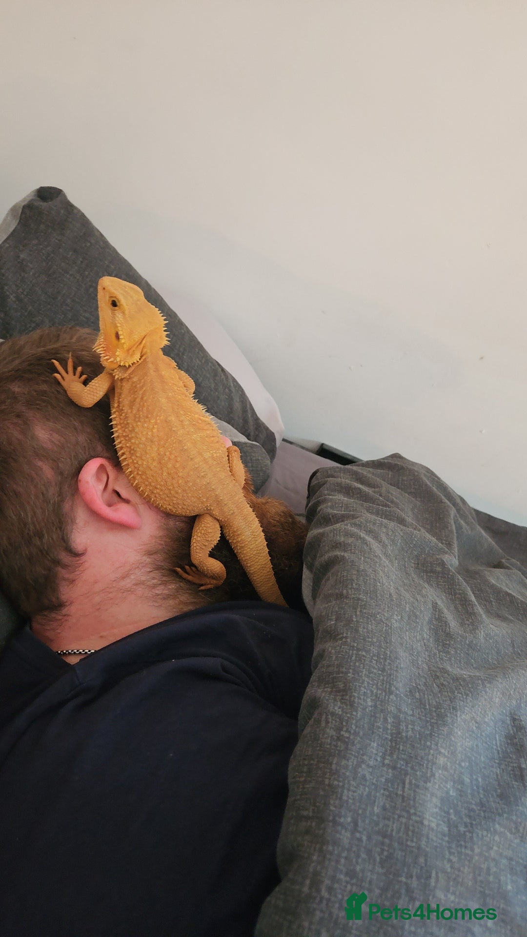 Bearded Dragon reptiles for sale: Besrded Dragon - Image 2