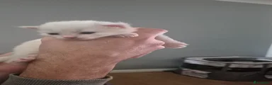 Turkish Angora Kitten 2