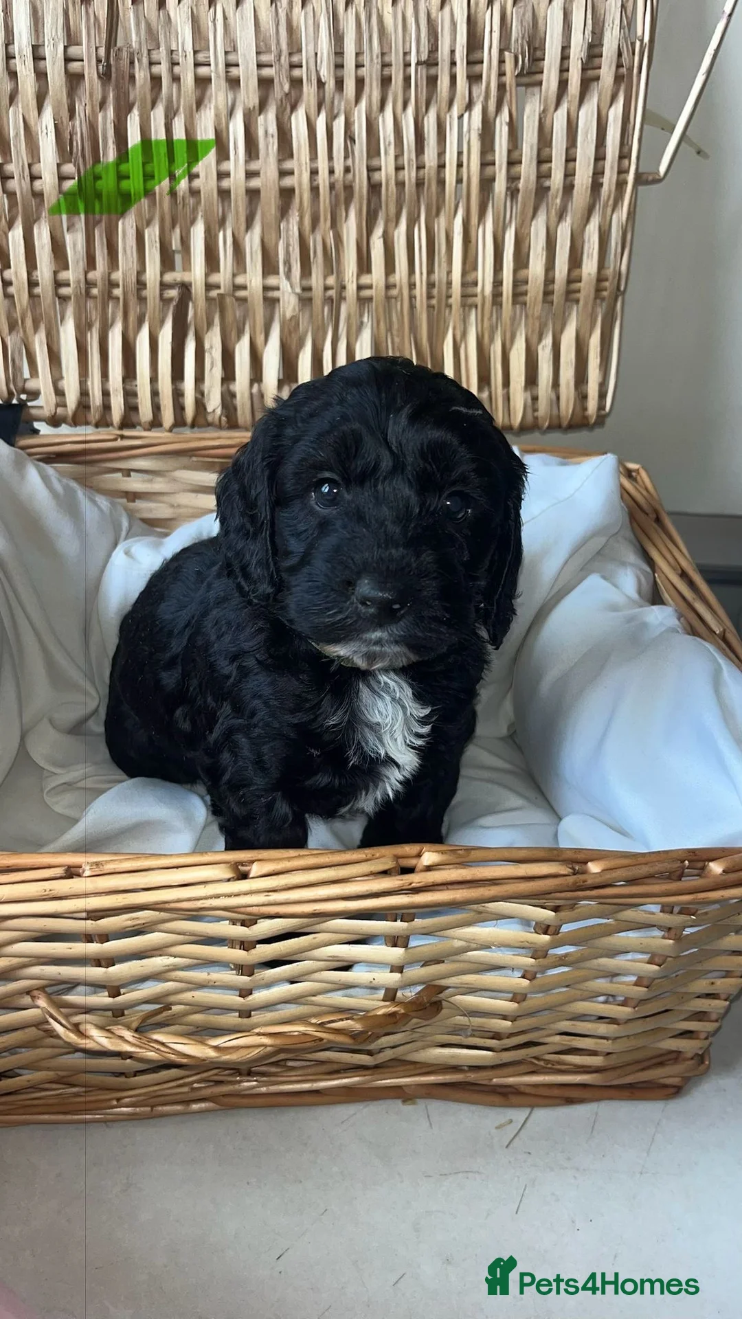 Cockapoo dogs for sale: 8 beautiful f1 toy cockerpoo READY NEXT WEEK - Advert 1