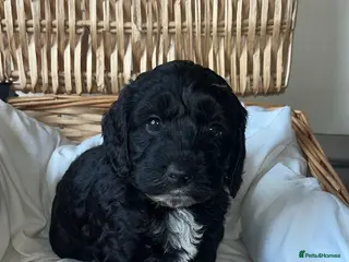 Cockapoo dogs 8 beautiful f1 toy cockerpoo - Advert 4