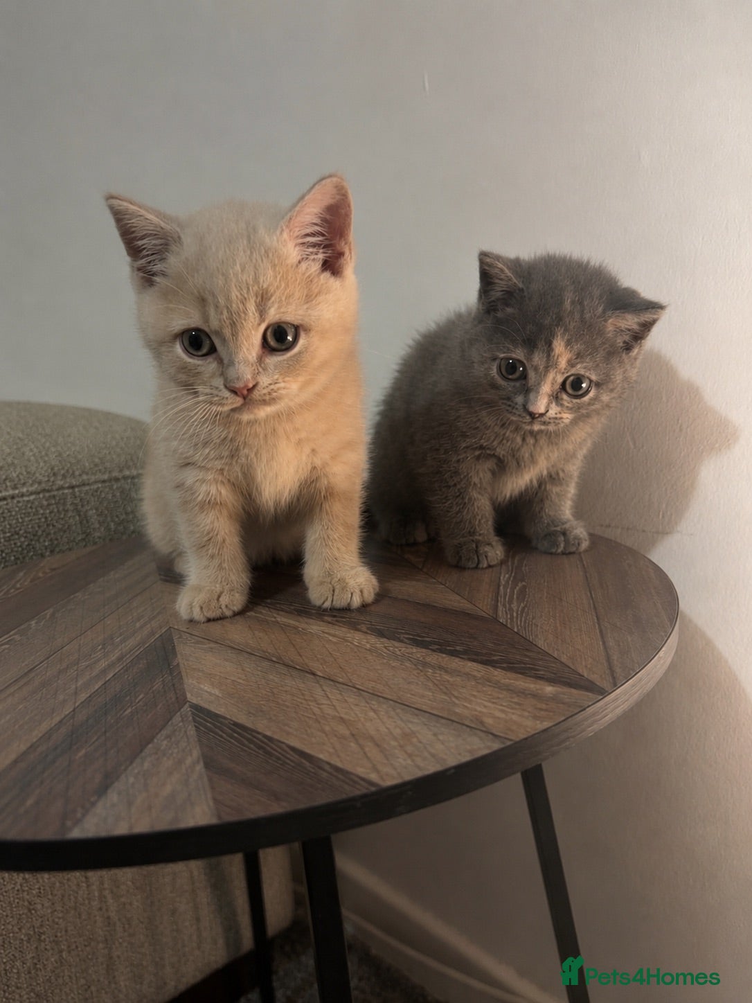 British Shorthair cats **READY NOW**British shorthair kittens.  - Advert 1
