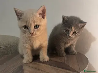 British Shorthair cats **READY NOW**British shorthair kittens. - Advert 1