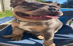 French Bulldog dogs for sale: Re homing  - Image 3