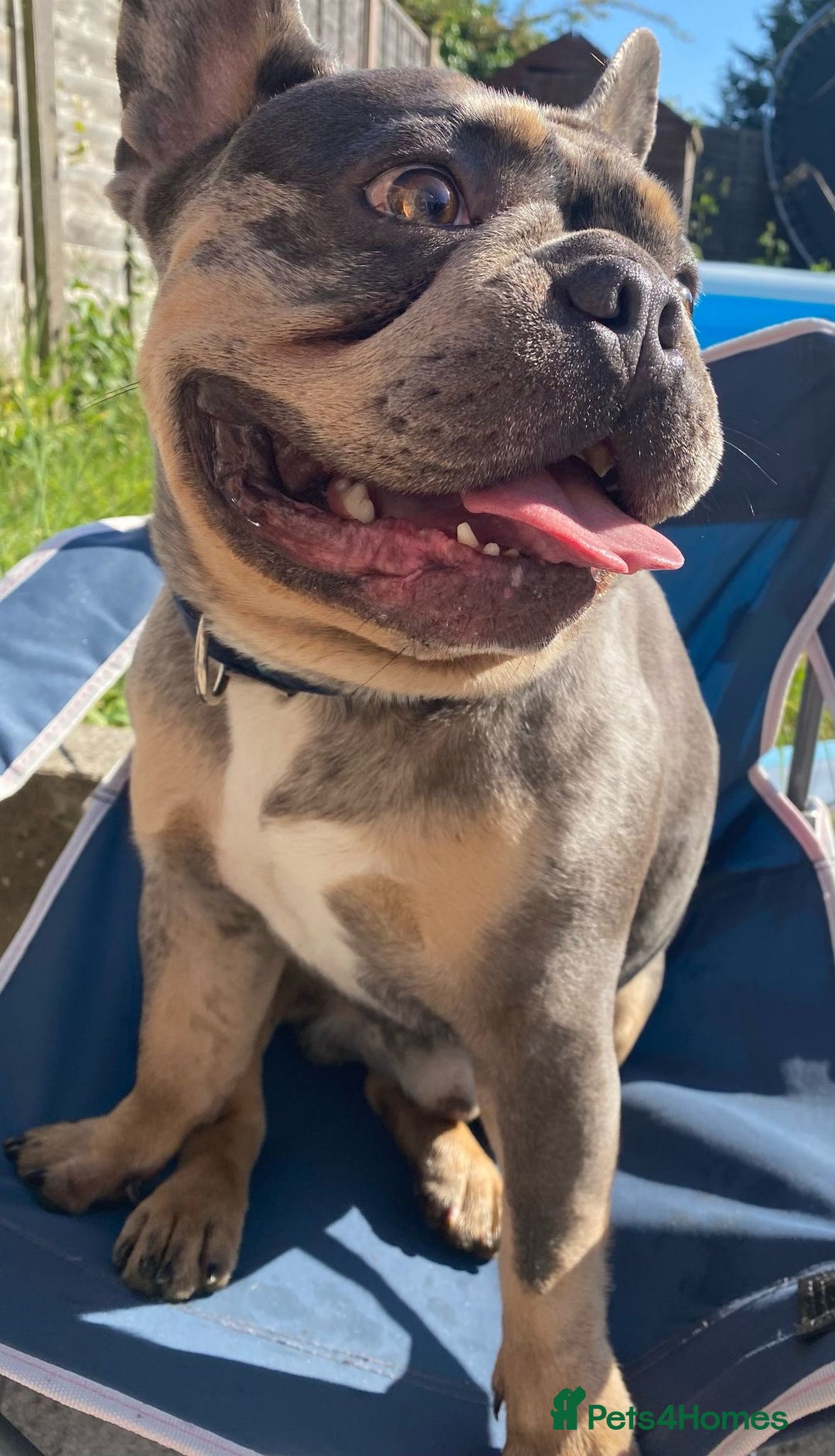French Bulldog dogs for sale: Re homing  - Image 3