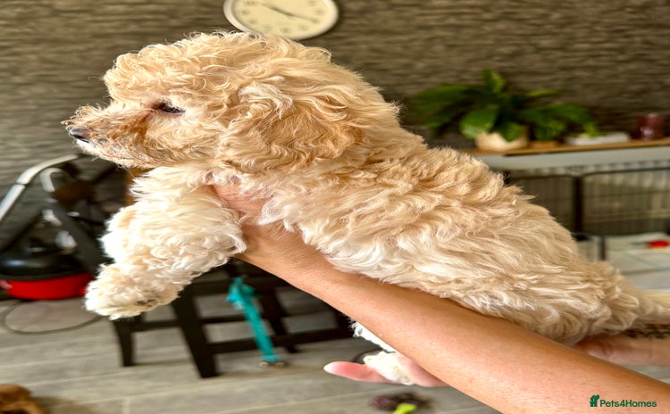 Poochon dogs - Advert 2