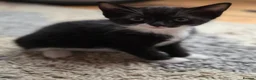 Bengal cats for sale: Female kittens  in London - Advert 7