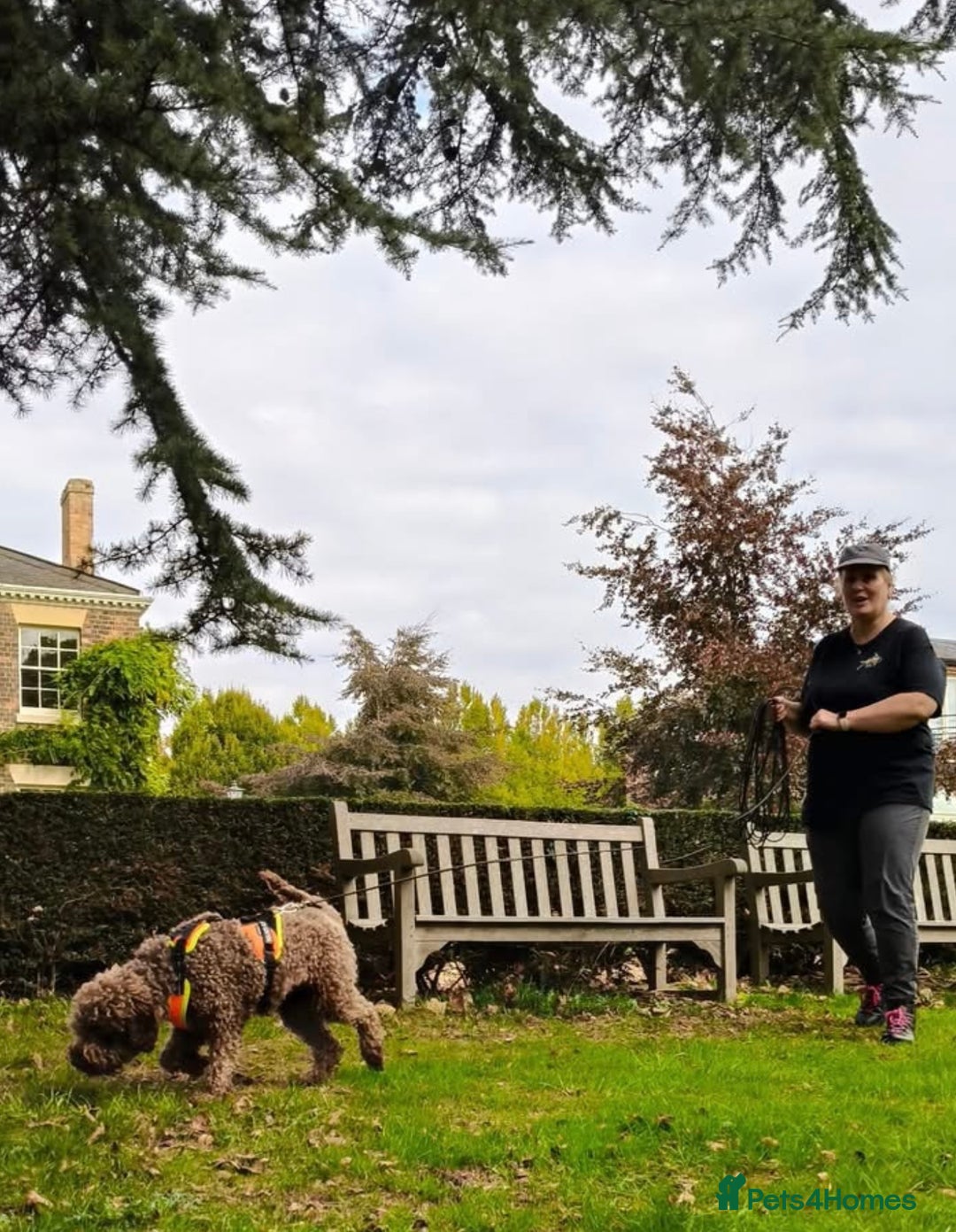 Lagotto Romagnolo dogs for sale: Pedigree Lagotto Male Puppy 5⭐️ Licensed Breeder - Advert 8