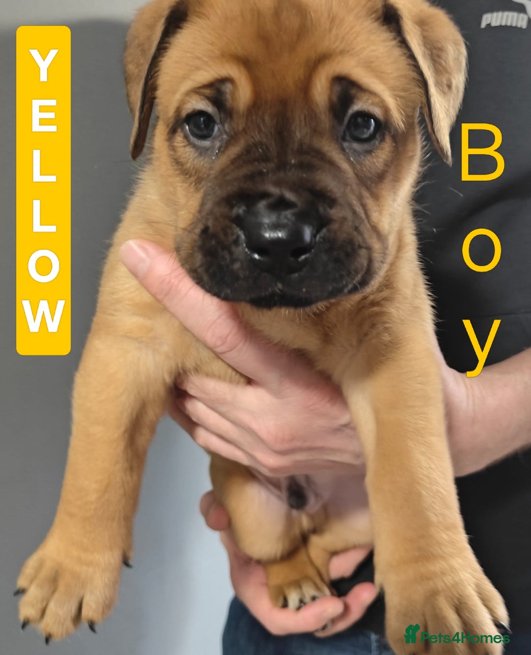 Mixed Breed dogs for sale: Dogue de Bordeaux cross presa canario  - Advert 11