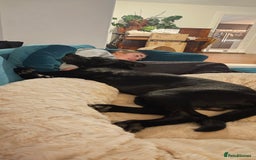 Mixed Breed dogs for sale: Lab-Staffy cross 8 months - Image 27