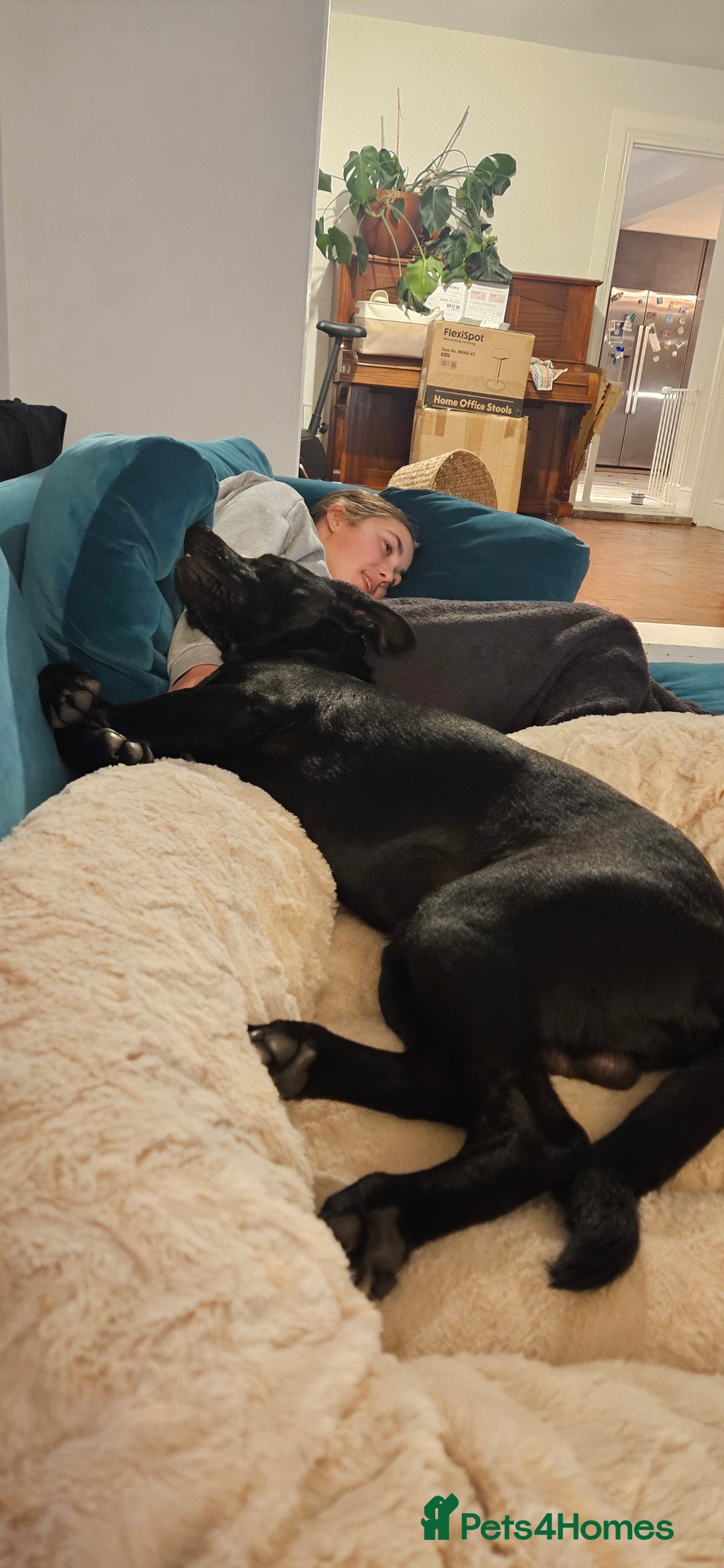 Mixed Breed dogs for sale: Lab-Staffy cross 8 months - Image 27
