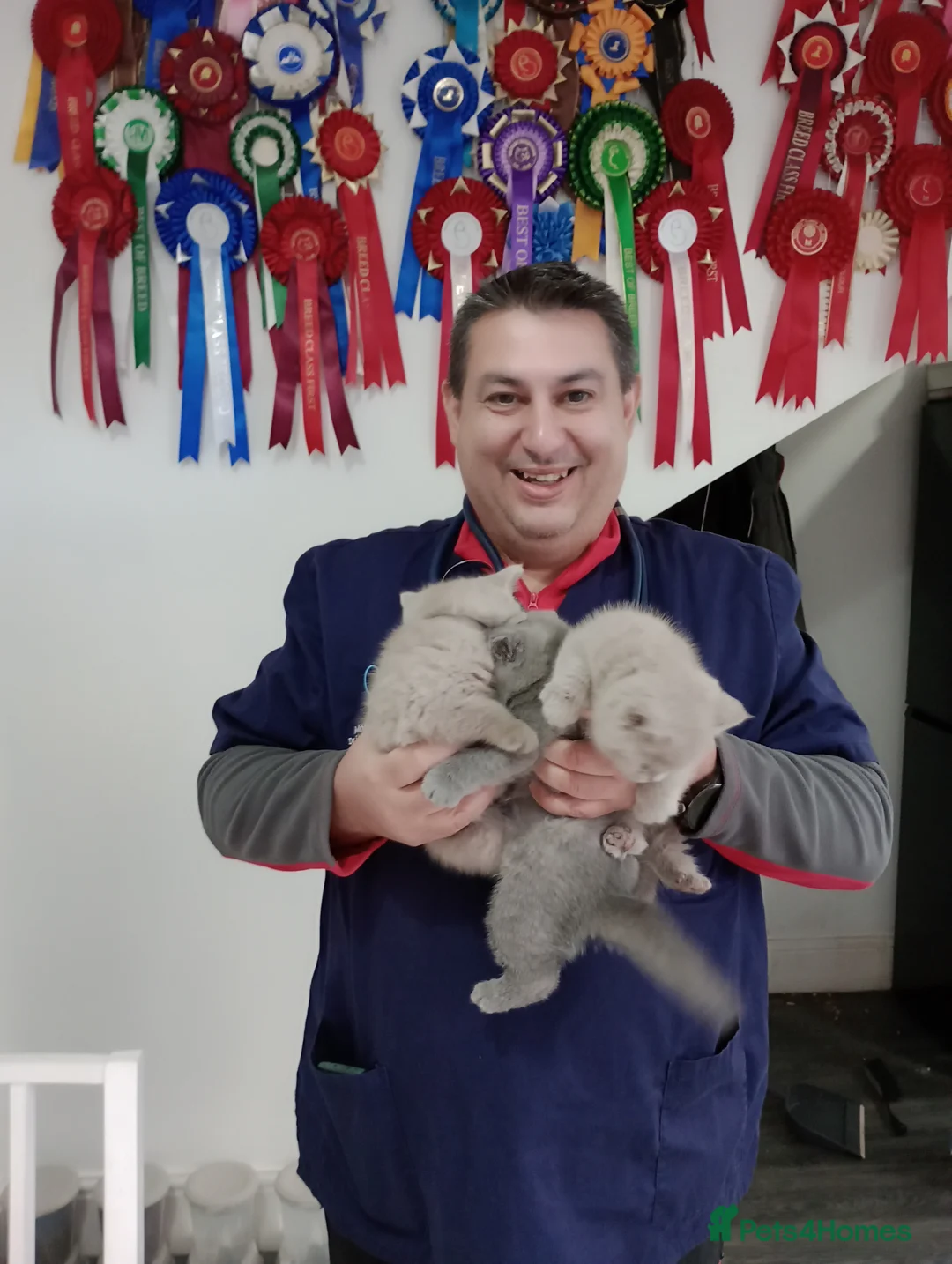 British Shorthair cats for stud: GCCF TICA STUDS  in Manchester - Advert 17