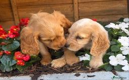 Cocker Spaniel dogs for sale: 2 beautiful working cocker spaniel pups  - Image 18