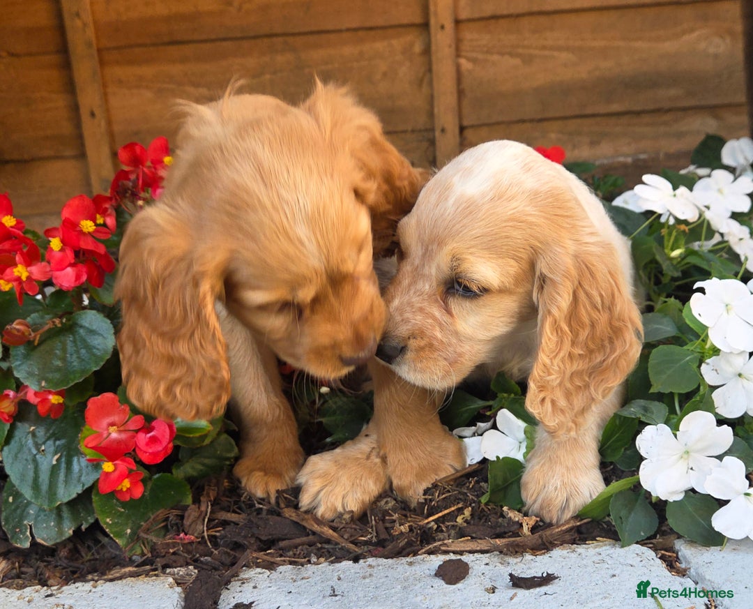 Cocker Spaniel dogs for sale: 2 beautiful working cocker spaniel pups  - Image 18