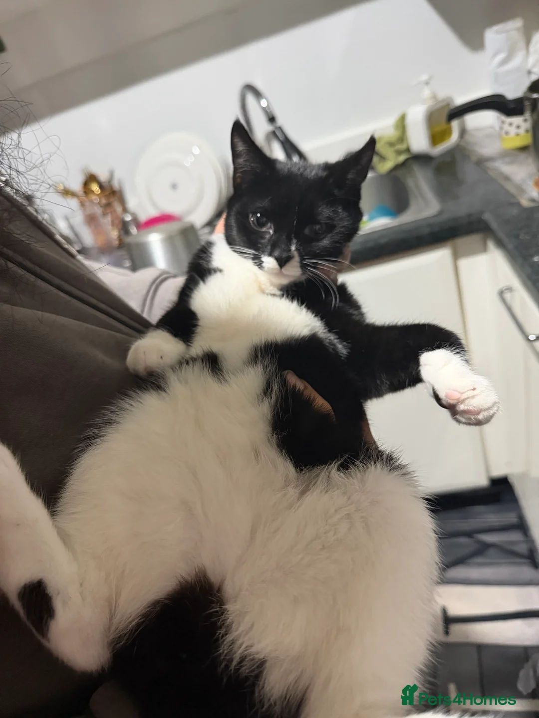 Mixed Breed cats for sale: Beautiful cat for sale . Adorable cat  - Advert 3