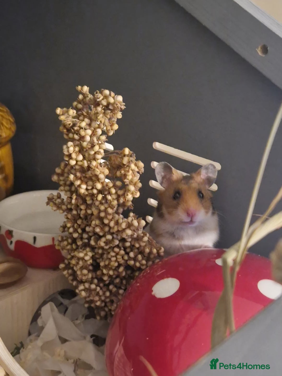 Hamster rodents for sale: Very friendly teddy bear hammy - Advert 15