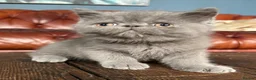 Exotic cats for sale: Exotic Shorthair Kittens For Sale - Advert 17