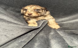 Cockapoo dogs for sale: STUNNING F1 Show Cockapoo Puppies  - Image 12