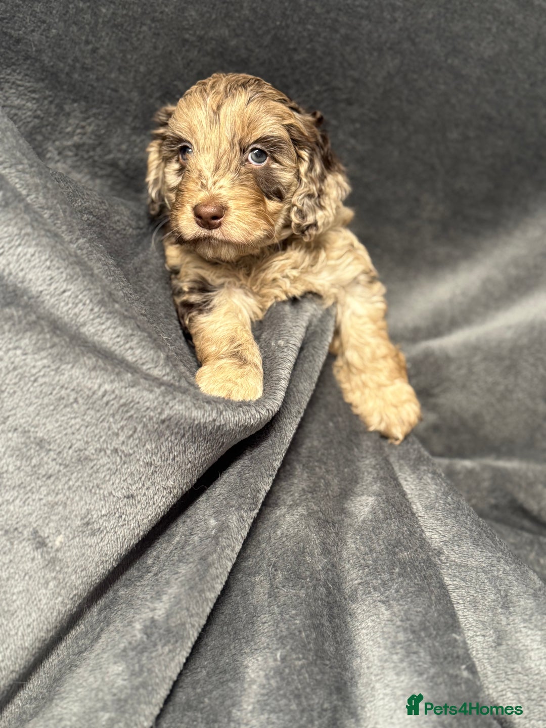 Cockapoo dogs for sale: STUNNING F1 Show Cockapoo Puppies  - Image 12