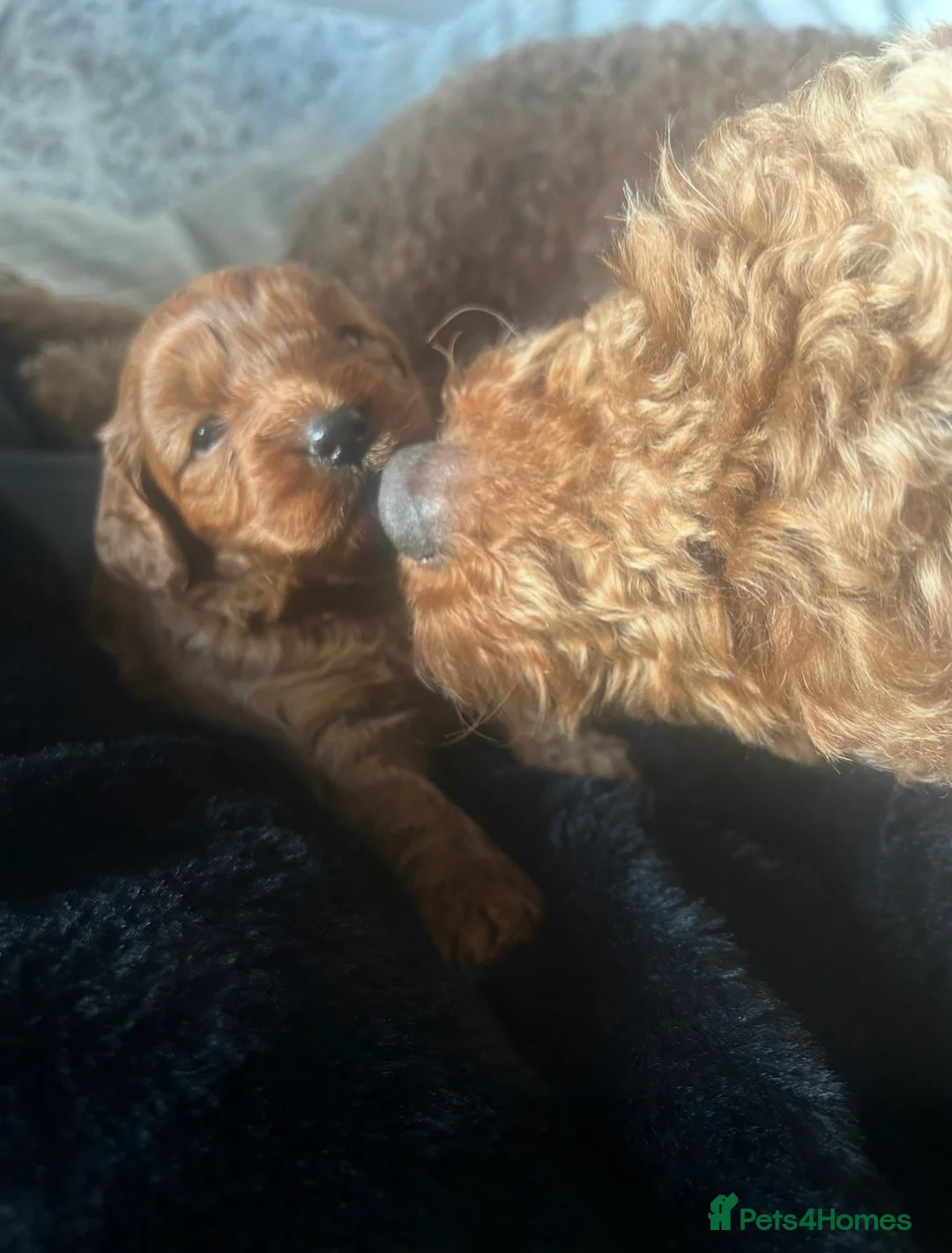 Cavapoo dogs for sale: Cavapoo pups - Advert 2