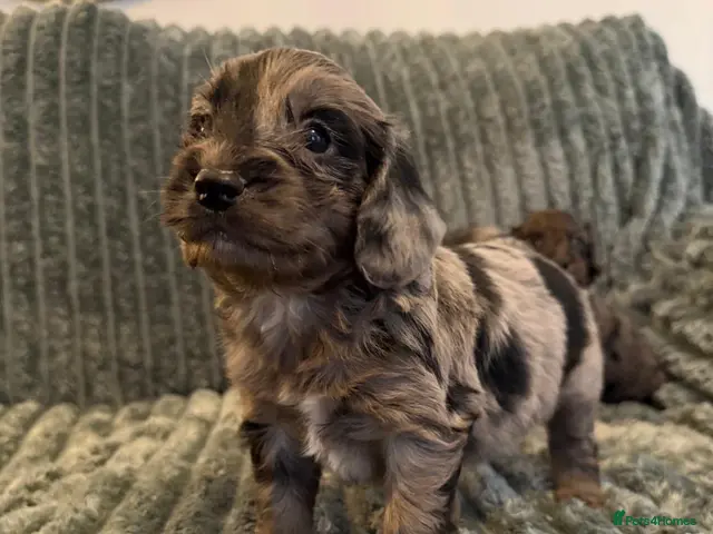 Cockapoo dogs for sale: BEAUTIFUL COAL BLACK FEMALE, chocolate female left - Advert 2