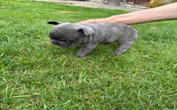 French Bulldog dogs for sale: Gorgeous French Bulldog Puppies. - Image 10