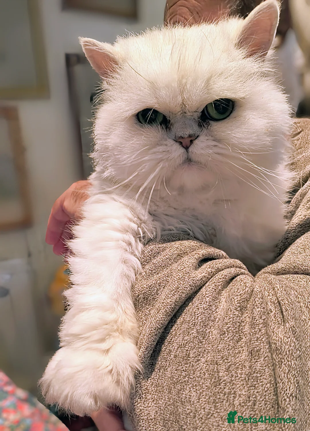 Persian cats for sale: Pedigree purebred Persian - Advert 3