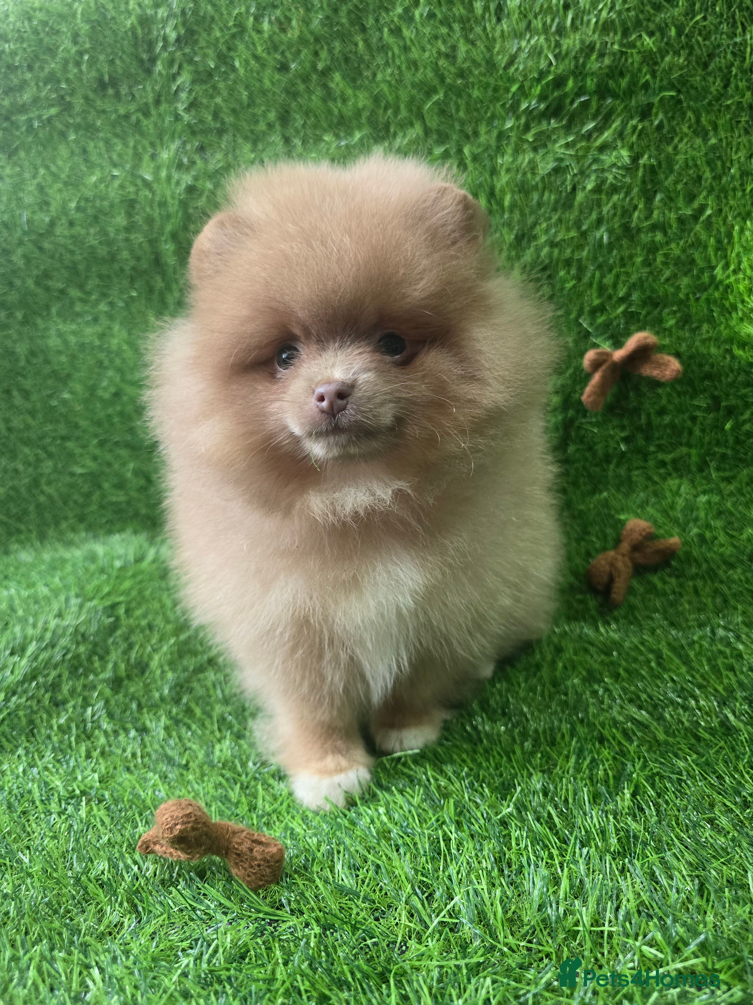 Pomeranian dogs £ REDUCED Only 2 left Lilac lavender merle 💜💜 - Advert 8