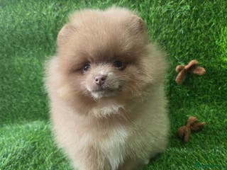 Pomeranian dogs £ REDUCED Only 2 left Lilac lavender merle 💜💜 - Advert 4