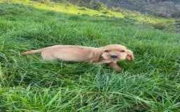 Cocker Spaniel dogs for sale: Show Type Cocker Spaniel Puppies - Advert 13