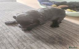 Cockapoo dogs for sale: Puppies for sale - Image 4