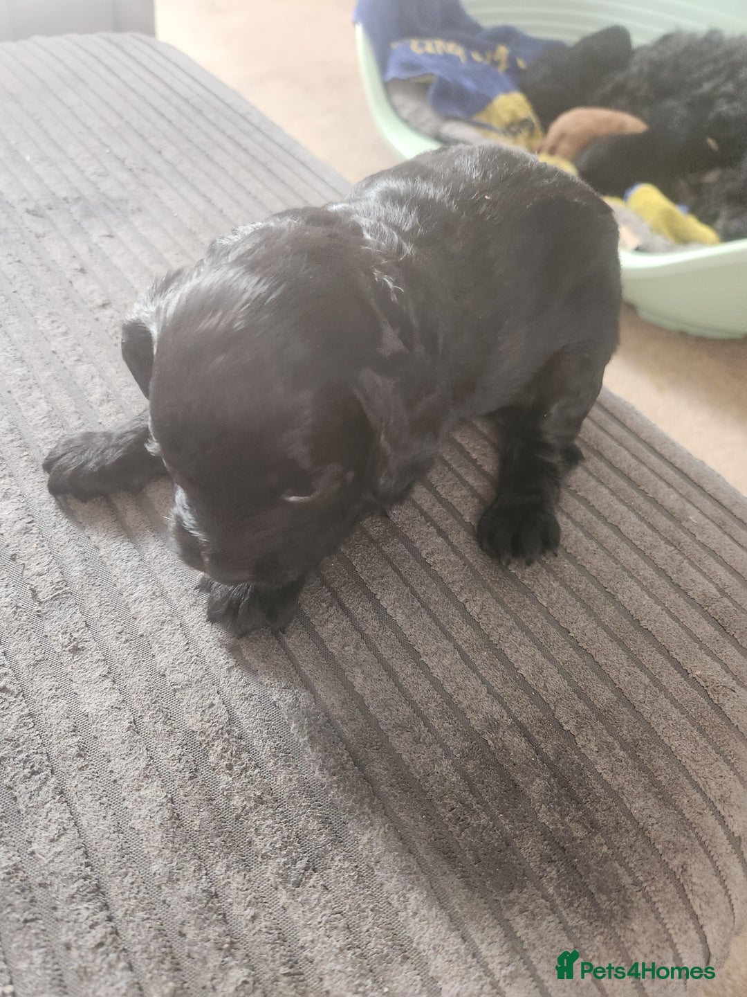 Cockapoo dogs for sale: Puppies for sale - Image 4