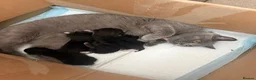 British Shorthair cats for sale: 4 black & white kittens. British short hair mother - Advert 4