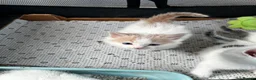 Mixed Breed cats for sale: Beautiful kittens - Advert 6