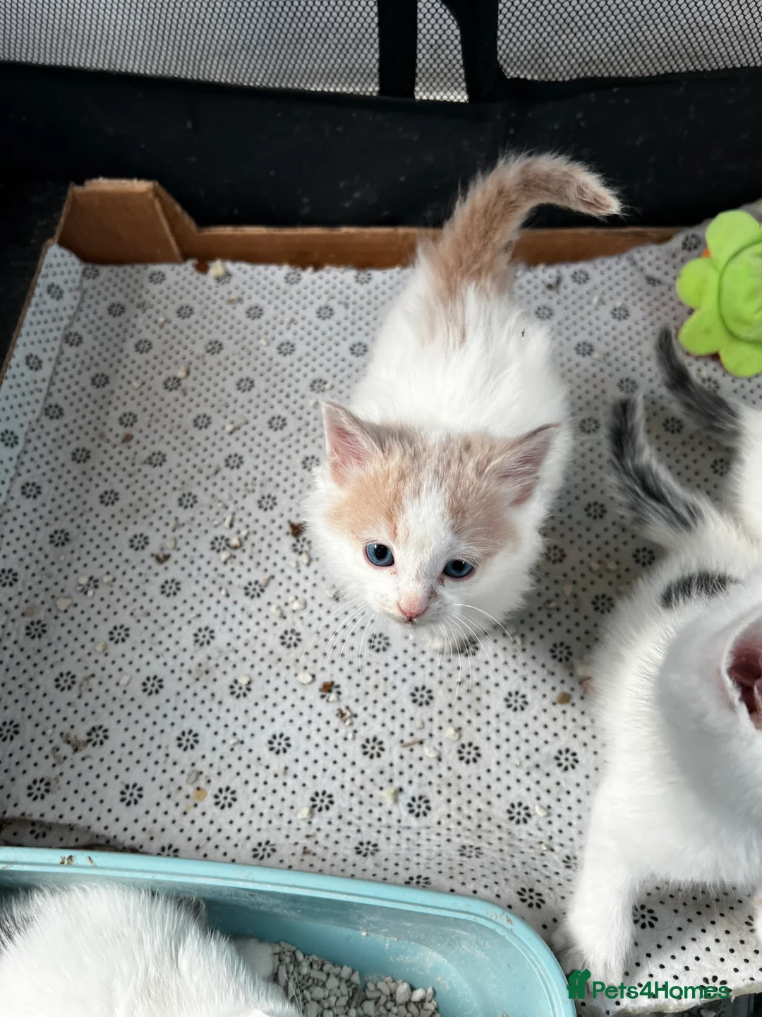 Mixed Breed cats for sale: Beautiful kittens - Advert 6
