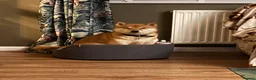Japanese Shiba Inu dogs for sale: Dexter the Shiba Inu  - Advert 2