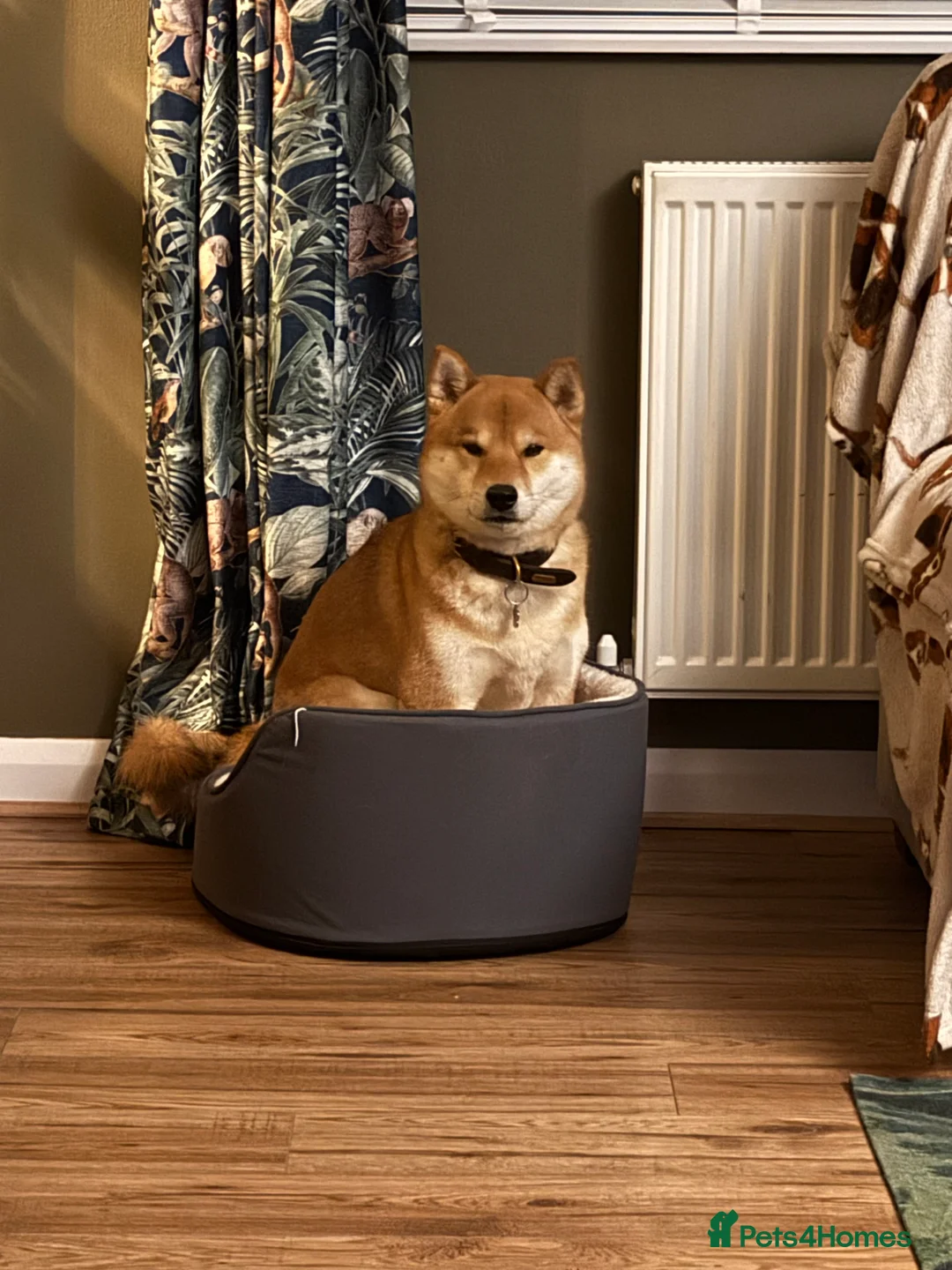 Japanese Shiba Inu dogs for sale: Dexter the Shiba Inu  - Advert 2