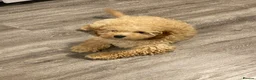 Cockapoo dogs for sale: 7 month old Apricot Cockapoo in Redcar - Advert 4