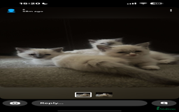 Ragdoll cats for sale: 3 Gorgeous Ragdoll Kittens - Image 3