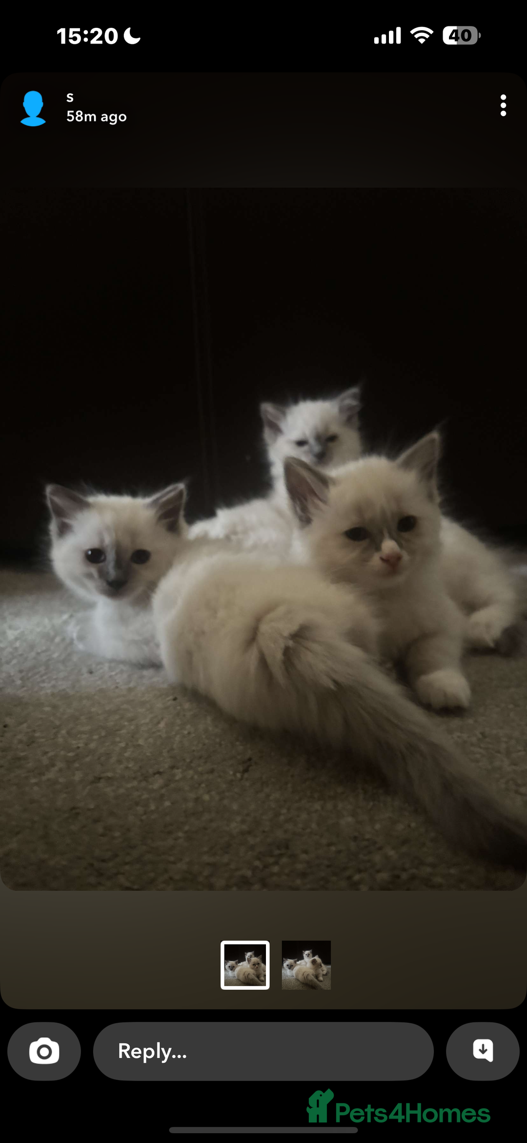Ragdoll cats for sale: 3 Gorgeous Ragdoll Kittens - Image 3