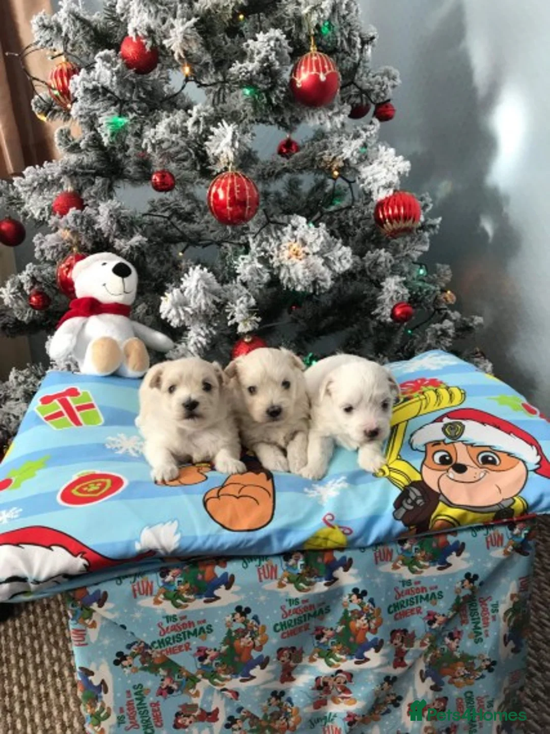 Maltese dogs for stud: Maltese boy for Stud Kc Registred on Kenel Club in Telford - Advert 4