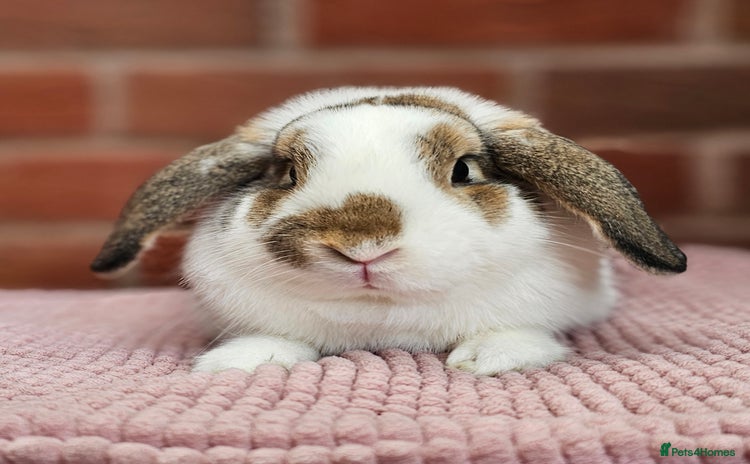 Mini Lop rabbits - Advert 16