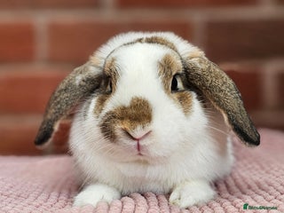 Mini Lop rabbits - Advert 8