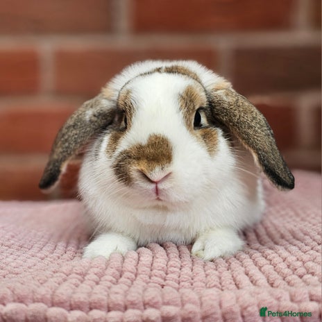 Mini Lop rabbits - Advert 8