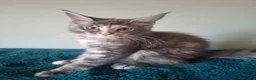 Maine Coon cats for sale: Ready now! TICA Maine coon girls - Advert 5