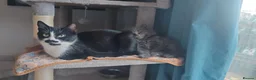 Mixed Breed cats for sale: Grey fluffy boy  - Advert 3