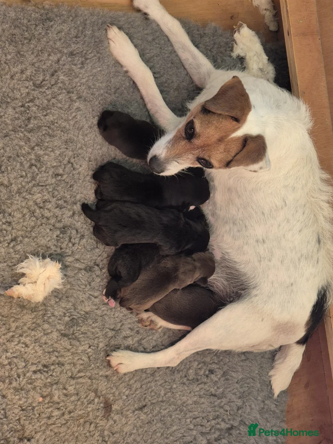 Mixed Breed dogs for sale: Parsons Cross patterdale puppies in Billingshurst - Advert 9