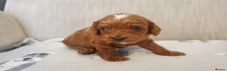 Cavapoo dogs for sale: Beautiful Red Cavapoo Puppies F1BB in Boston - Advert 8
