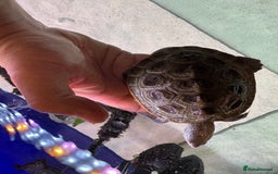 Terrapin reptiles for sale: 2 diamond back terrapins  - Image 7